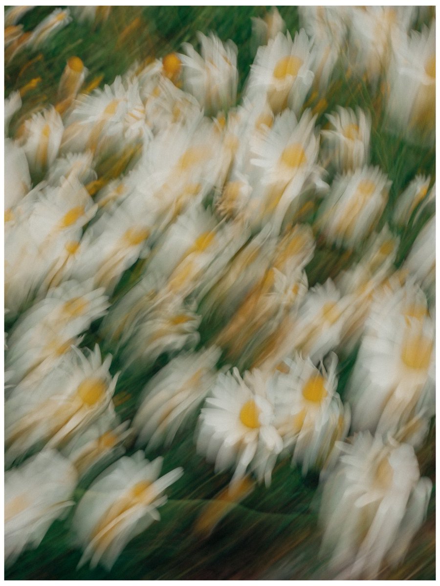 nev_in_color's tweet photo. Floral Friday in the PNW. https://t.co/q52dinwb4m