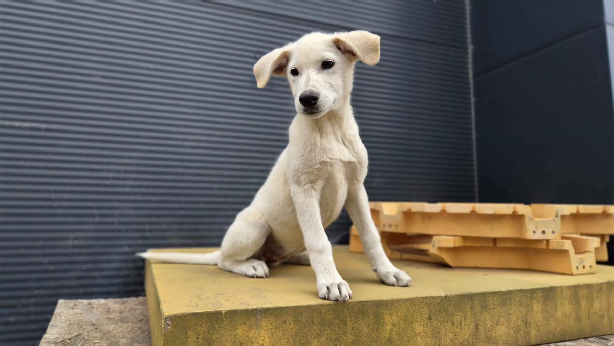 rescuedoggypaws's tweet photo. 4 month old Sofi  is currently in Romania but is ready to travel.  She is a friendly and playful girl who loves the company of other dogs and people. They don't have any information about cats
https://t.co/Yfe2LR2RHP
#Wales #Cardiff #Swansea #Bath #Bristol #Gloucestershire #Barry https://t.co/LhpZ8i06ln