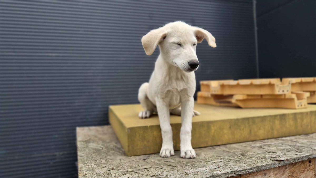 rescuedoggypaws's tweet photo. 4 month old Sofi  is currently in Romania but is ready to travel.  She is a friendly and playful girl who loves the company of other dogs and people. They don't have any information about cats
https://t.co/Yfe2LR2RHP
#Wales #Cardiff #Swansea #Bath #Bristol #Gloucestershire #Barry https://t.co/LhpZ8i06ln