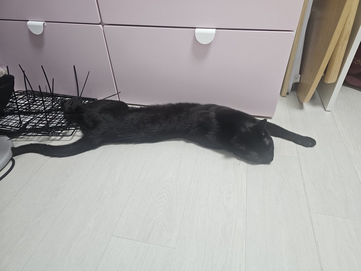 MacJohnathan's tweet photo. 내가 아는 모든 고양이 중에 제일 드래곤 같음 https://t.co/LLHZbcZI5q