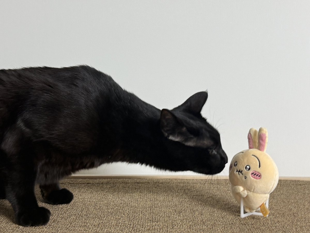 MacJohnathan's tweet photo. 내가 아는 모든 고양이 중에 제일 드래곤 같음 https://t.co/LLHZbcZI5q