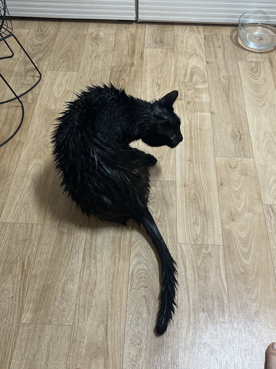 MacJohnathan's tweet photo. 내가 아는 모든 고양이 중에 제일 드래곤 같음 https://t.co/LLHZbcZI5q