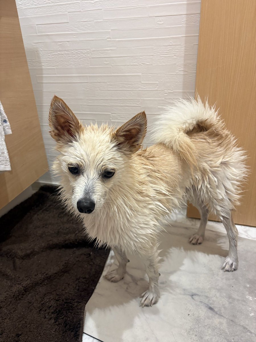 kanatarou113's tweet photo. 洗った犬がサンダースすぎるw https://t.co/khDmOLtmbU