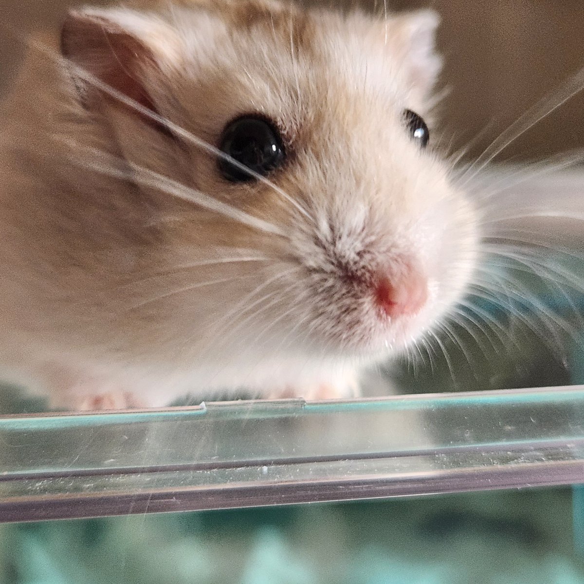 my_hmgmouse's tweet photo. #今日のこぱん https://t.co/koXLa1k4t4