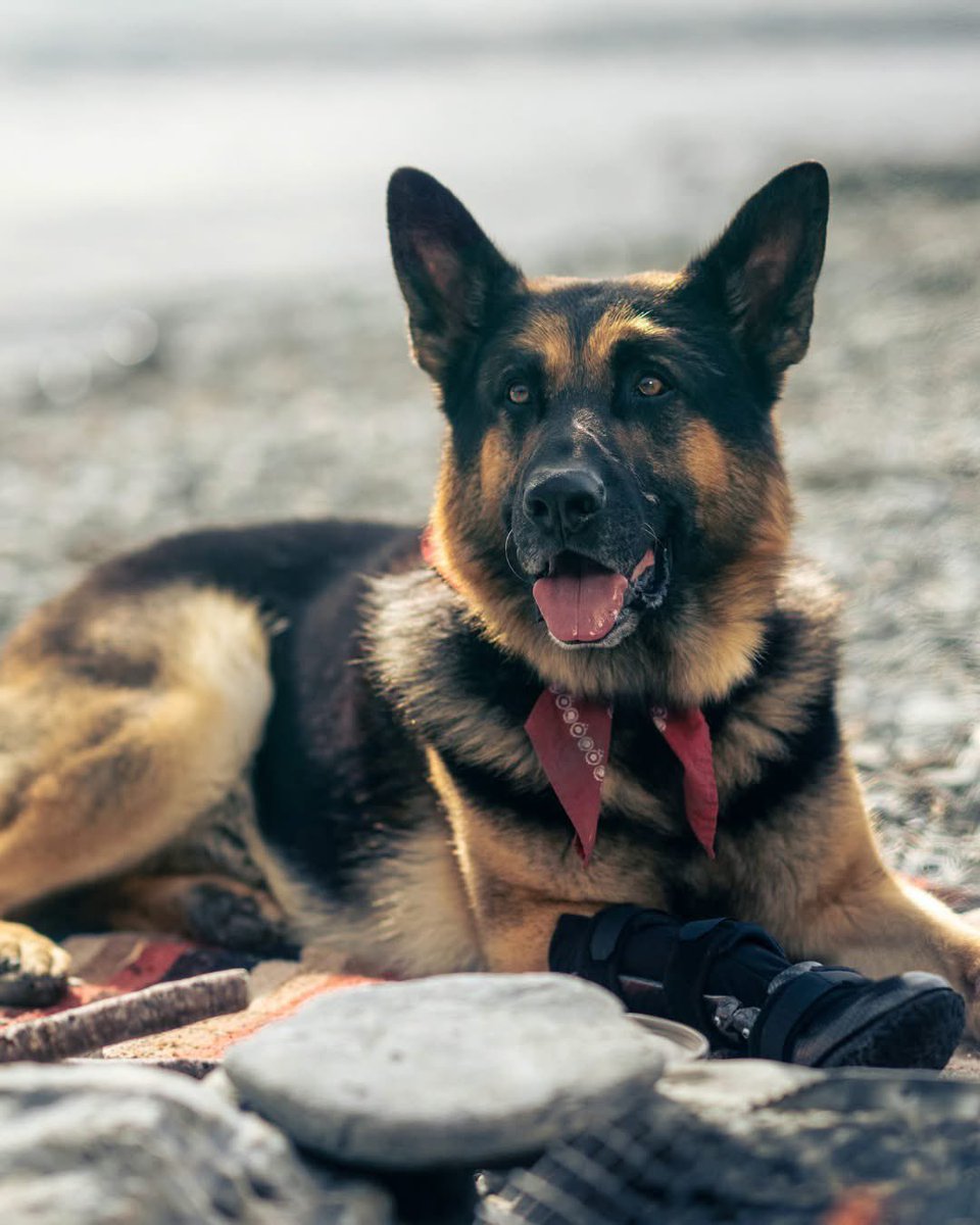 markhdaniell's tweet photo. “I think back on my relationships with my dogs and what they’ve given me, even on the darkest days, so I wanted to pay a bit of a tribute to that.”
Brad Pitt talks #HeartoftheBeast : “We're less lonely because of dogs.”
https://t.co/facOUvDNZw https://t.co/QlkQTq2UsW