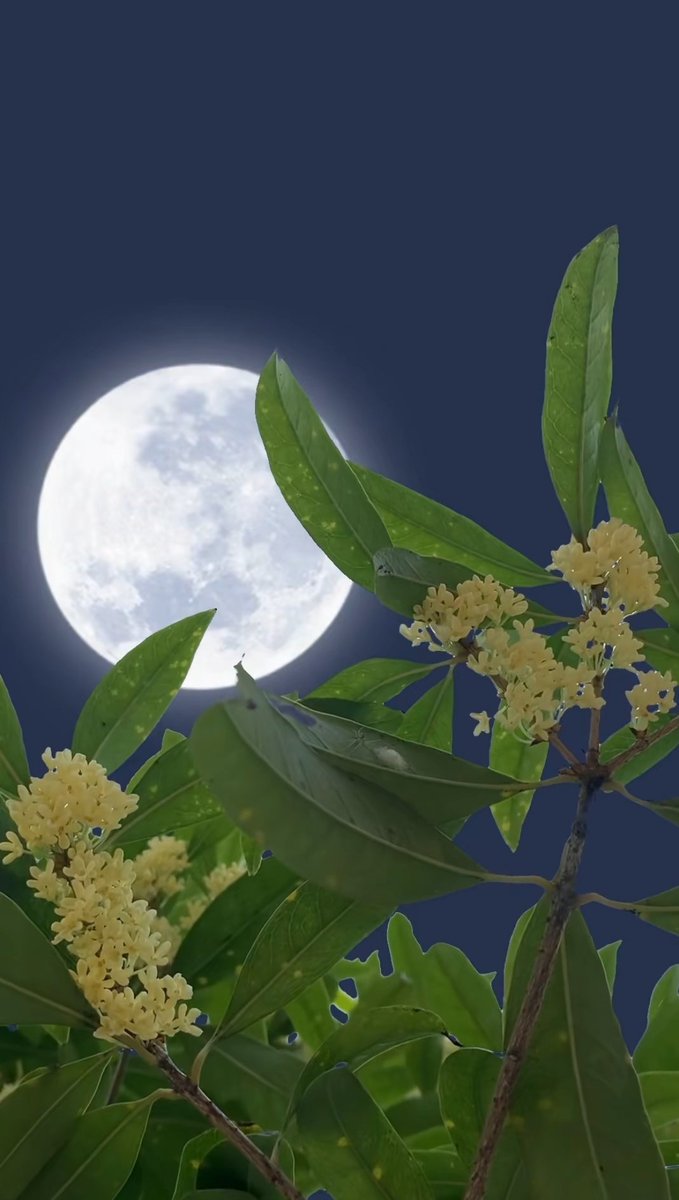 JunJunxigua's tweet photo. The Mid‑Autumn Festival brings blooming flowers and a full moon. https://t.co/z7u7hYQ5gD