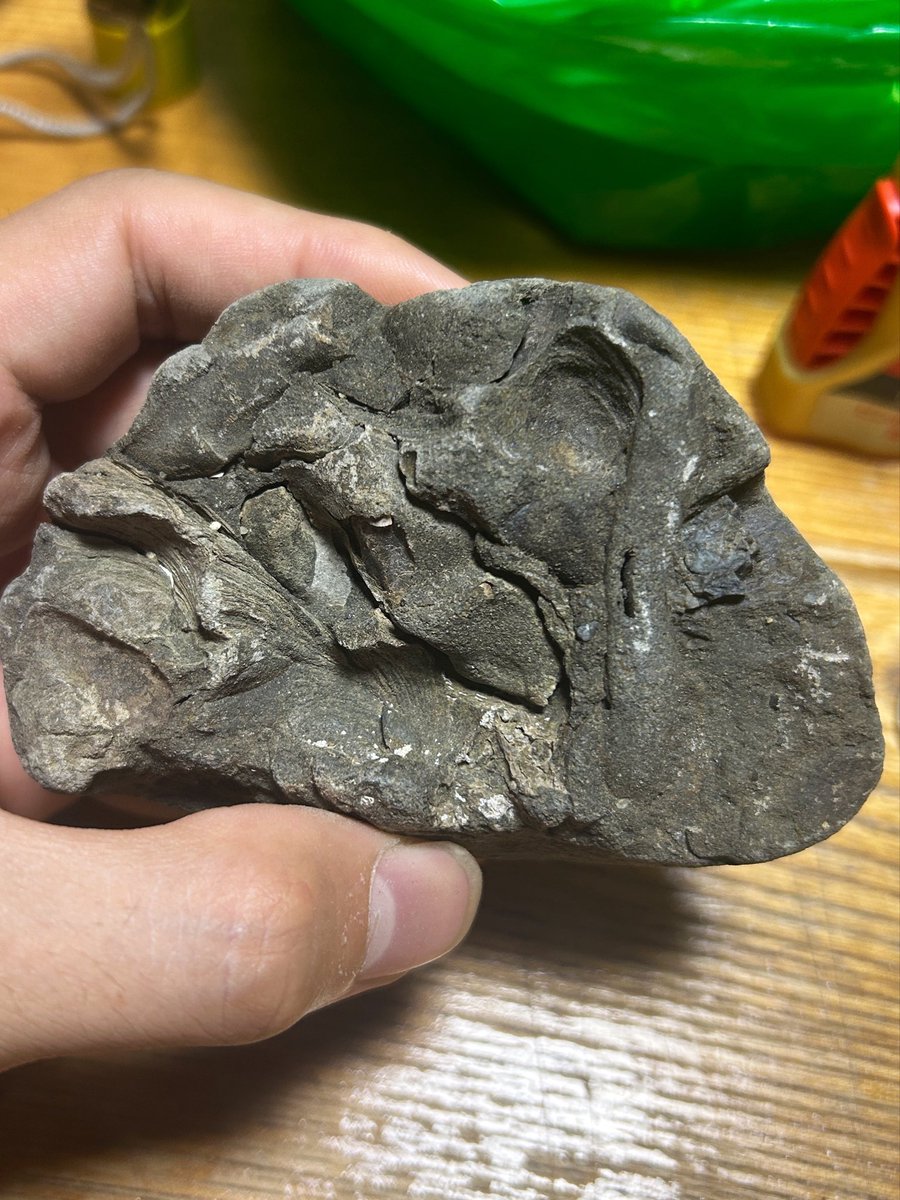 kansai_minerals's tweet photo. 紀伊半島の白亜紀層にて化石採集。
  
現場で母岩を割っていくと、キヌタレガイや二枚貝、そしてアンモナイトと思われる面白いサンプルが出てきてくれました。
  
白亜紀の海の浪漫が詰まった多様な化石群が揃いました。

#関西鉱物採集研究室 #化石採集 #化石 #白亜紀 #フィールドワーク https://t.co/GdUaoDmkoj