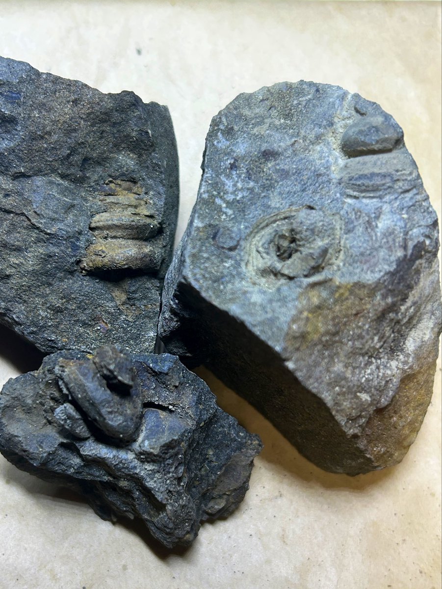 kansai_minerals's tweet photo. 紀伊半島の白亜紀層にて化石採集。
  
現場で母岩を割っていくと、キヌタレガイや二枚貝、そしてアンモナイトと思われる面白いサンプルが出てきてくれました。
  
白亜紀の海の浪漫が詰まった多様な化石群が揃いました。

#関西鉱物採集研究室 #化石採集 #化石 #白亜紀 #フィールドワーク https://t.co/GdUaoDmkoj