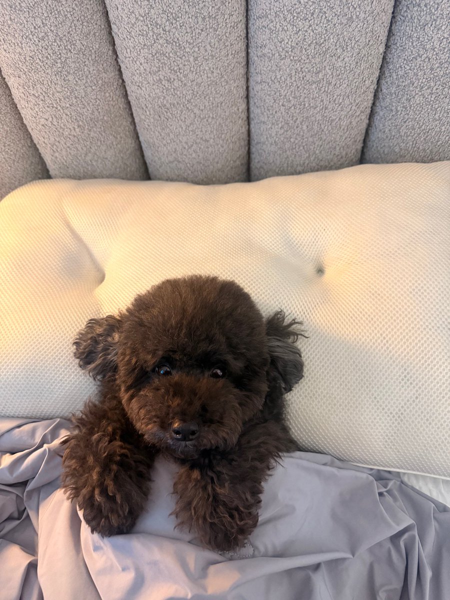 kko_ni_'s tweet photo. 아 ㅁㅊ 주헌이가 은실이 사진 보내줫는데 다소곳이 이불덮고 누워잇는거 진짜 존귘ㅋㅋㅋㅋㅎㅋㅎㅋㅎㅋㅎㅋㅎㅋㅎ https://t.co/nJOUCuyYSn