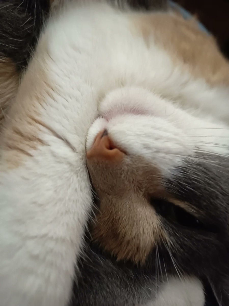 KristelTorj9b's tweet photo. 😺 https://t.co/iIlQtAO5g7