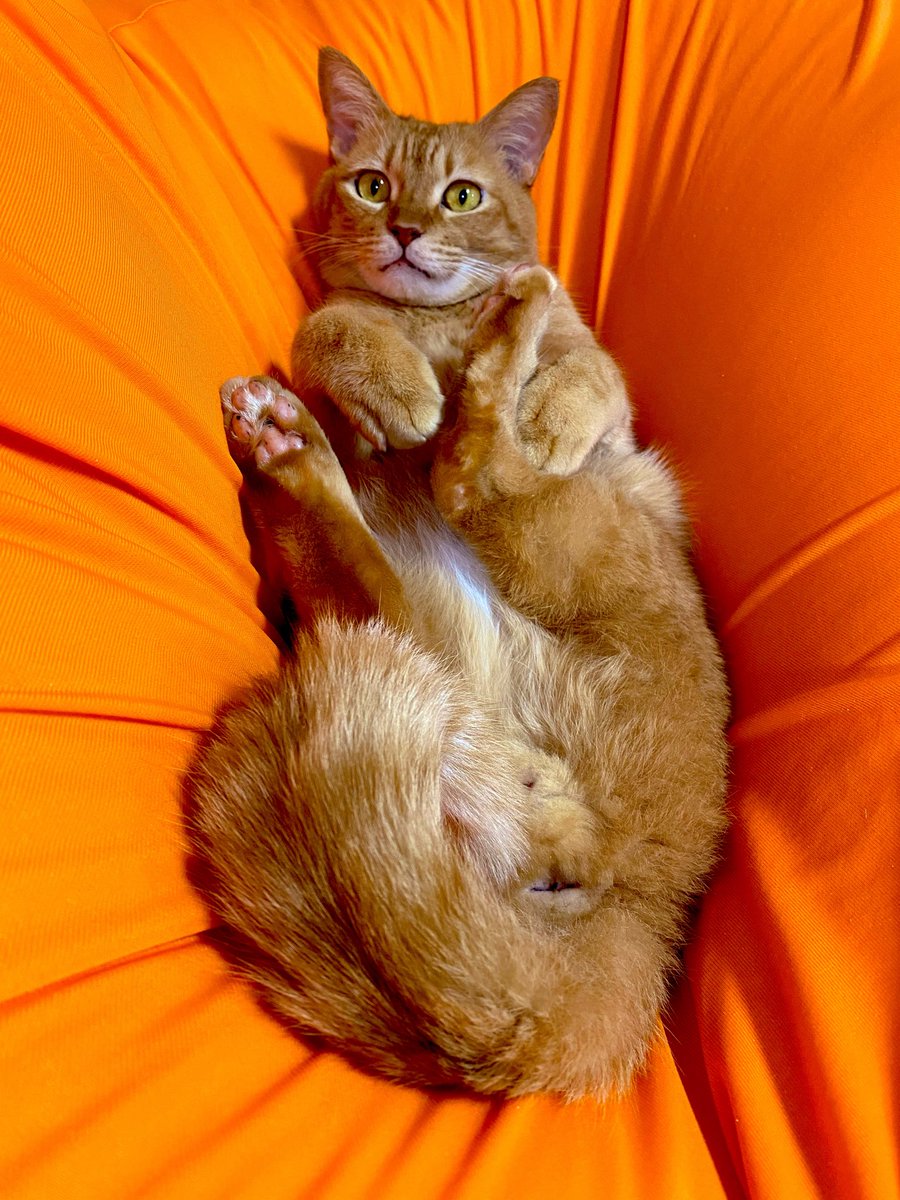 uzucatart's tweet photo. にゃん♪
#ねこ #猫 #cat #茶トラ #シャム猫 #保護猫 https://t.co/vhm8GJf0Xo