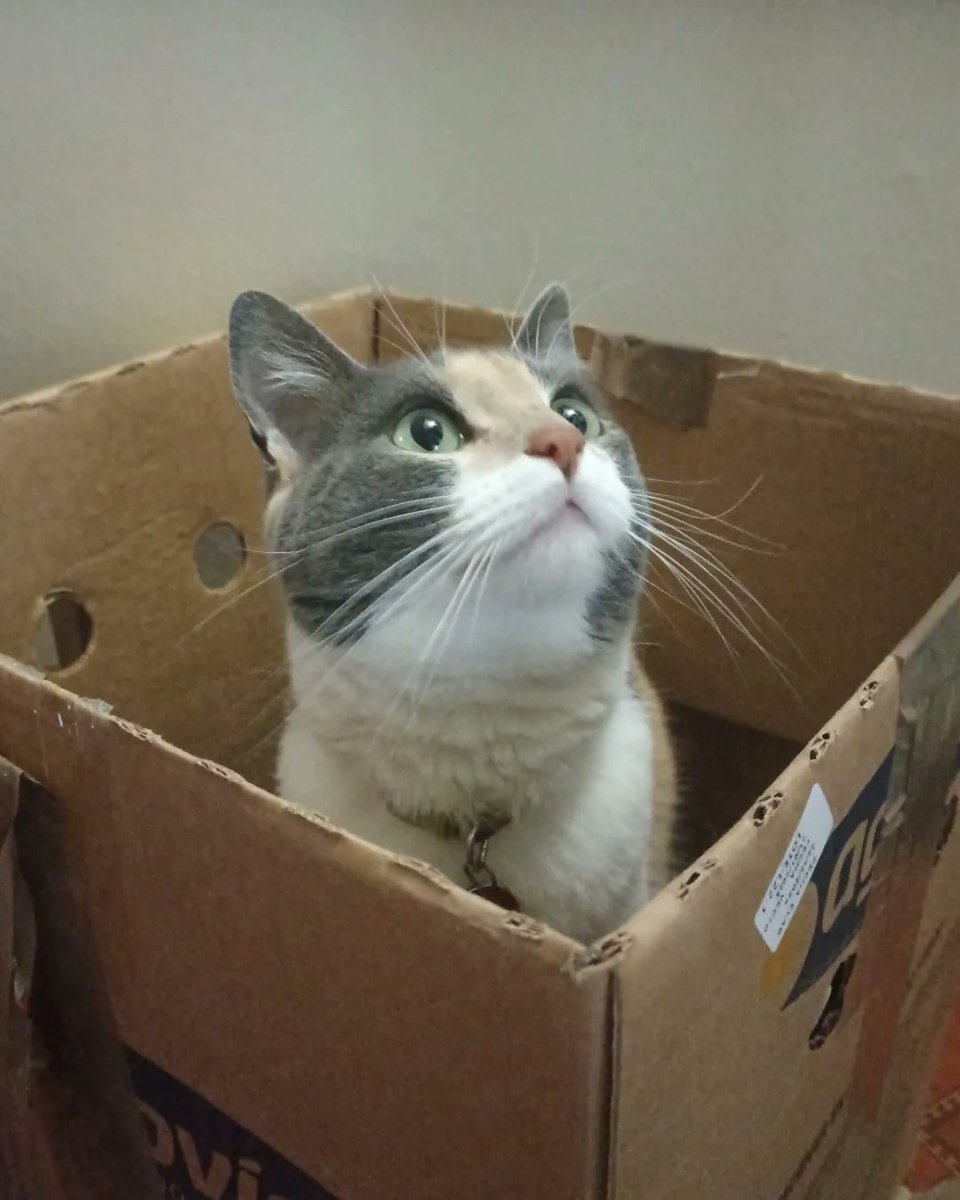 KristelTorj9b's tweet photo. 猫と箱。 https://t.co/wW4HcsMgv6