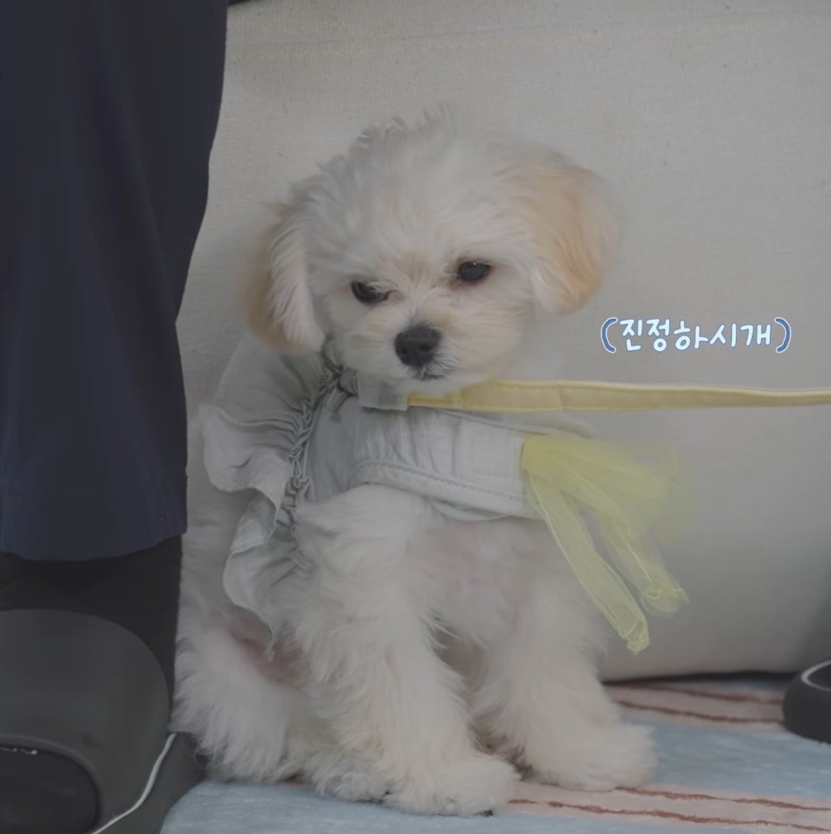 myujimin_'s tweet photo. ขำน้องหนาวถามโปเนียวกินอุ๊ 💩 ตัวเองต้องทำยังไง แบบถ่ายแล้วกินเลย

555555555555 ยายไม่เคยสอนให้แกอดยากนะ!!! https://t.co/PgZdzifJLn