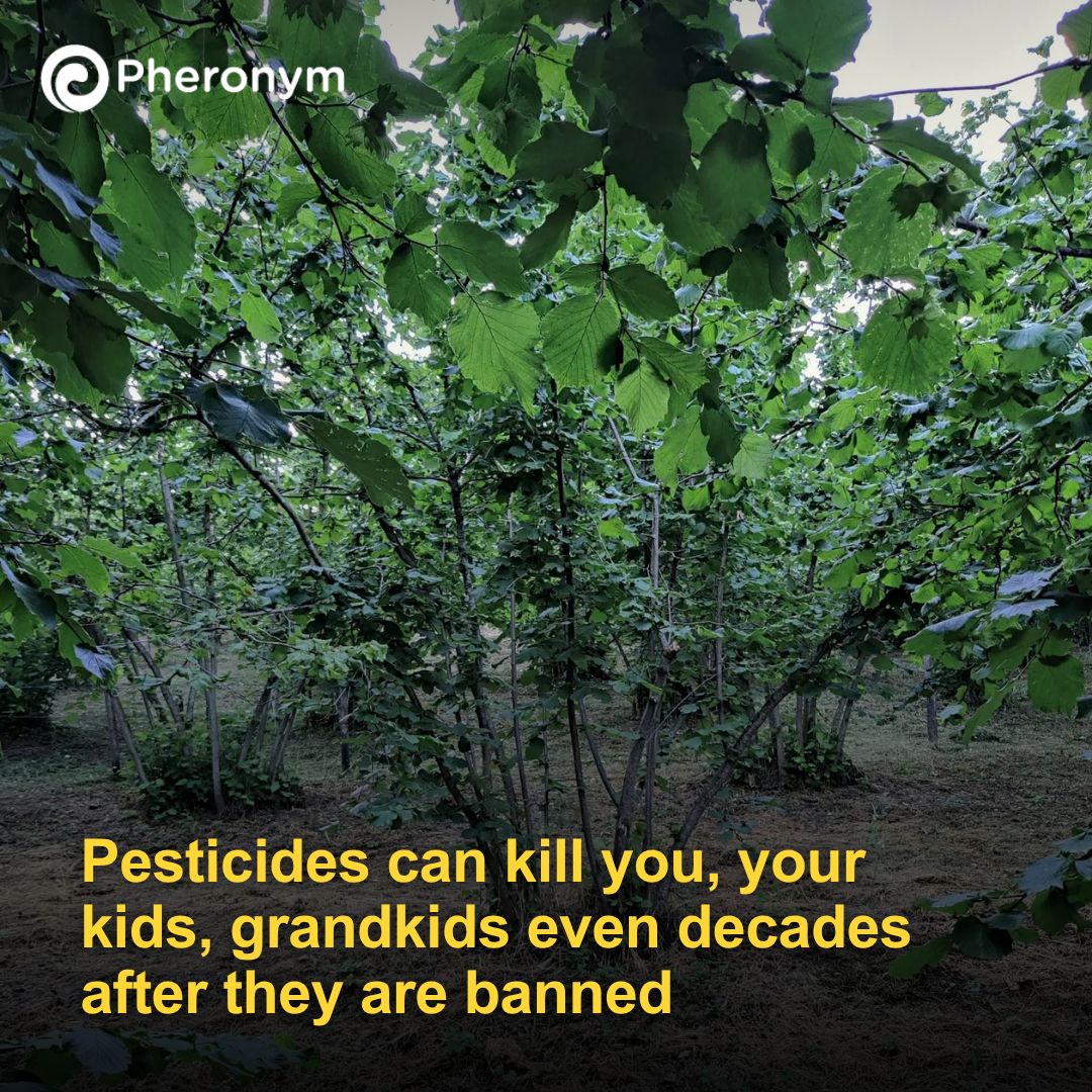 pheronym's tweet photo. Dr. Fatma Kaplan shares a personal story that highlights the importance of finding safer solutions to control insects, whether they are pests for crops or a vector for plant and human diseases. Read the article ➡️ https://t.co/0glJ1n1FtU

#pesticides #pestcontrol https://t.co/OnHD0FWnpq