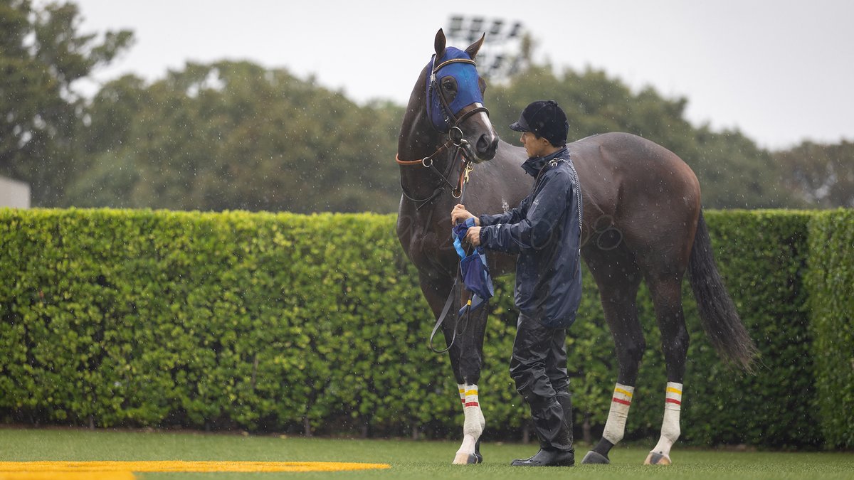 Aki_piko's tweet photo. 超速の１分５０秒０。
今年の冬は、駆け足でやってくる。

2026/09/20 10:08
Nakayama Racecourse
#ウィンターブリーズ（２歳未勝利） https://t.co/RoQ2yjaAiS