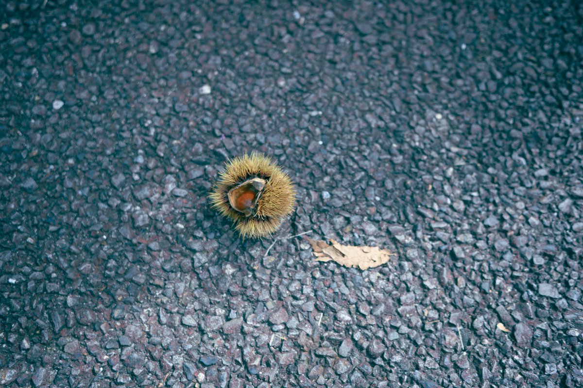 sugarphotox's tweet photo. 小さい秋見つけた🌰🍂 https://t.co/Lu1EpHZAOA