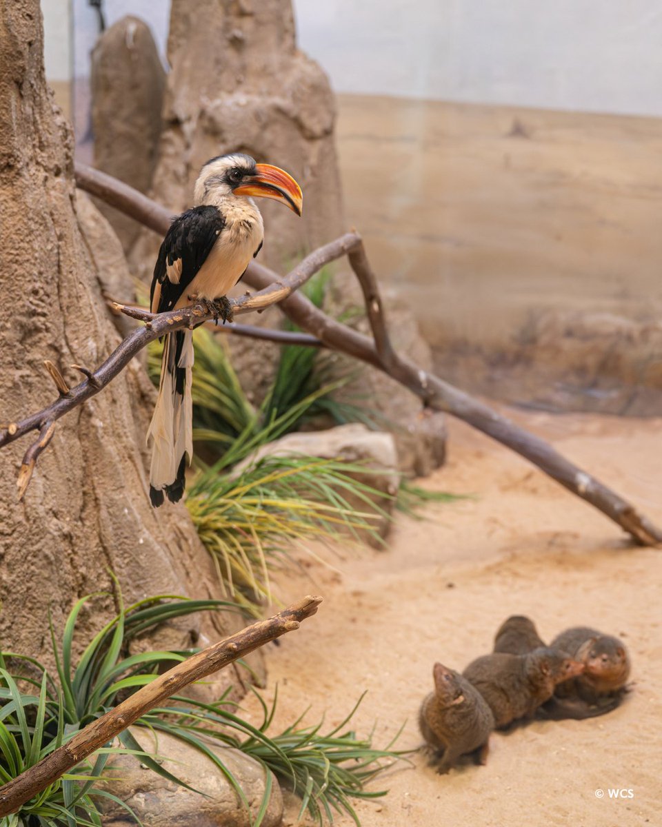 prospectparkzoo's tweet photo. Did you know dwarf mongooses and hornbills have a remarkable partnership in the wild? While mongooses dig for insects and other prey, hornbills catch anything that escapes. (1/2) https://t.co/qf01RRpybo