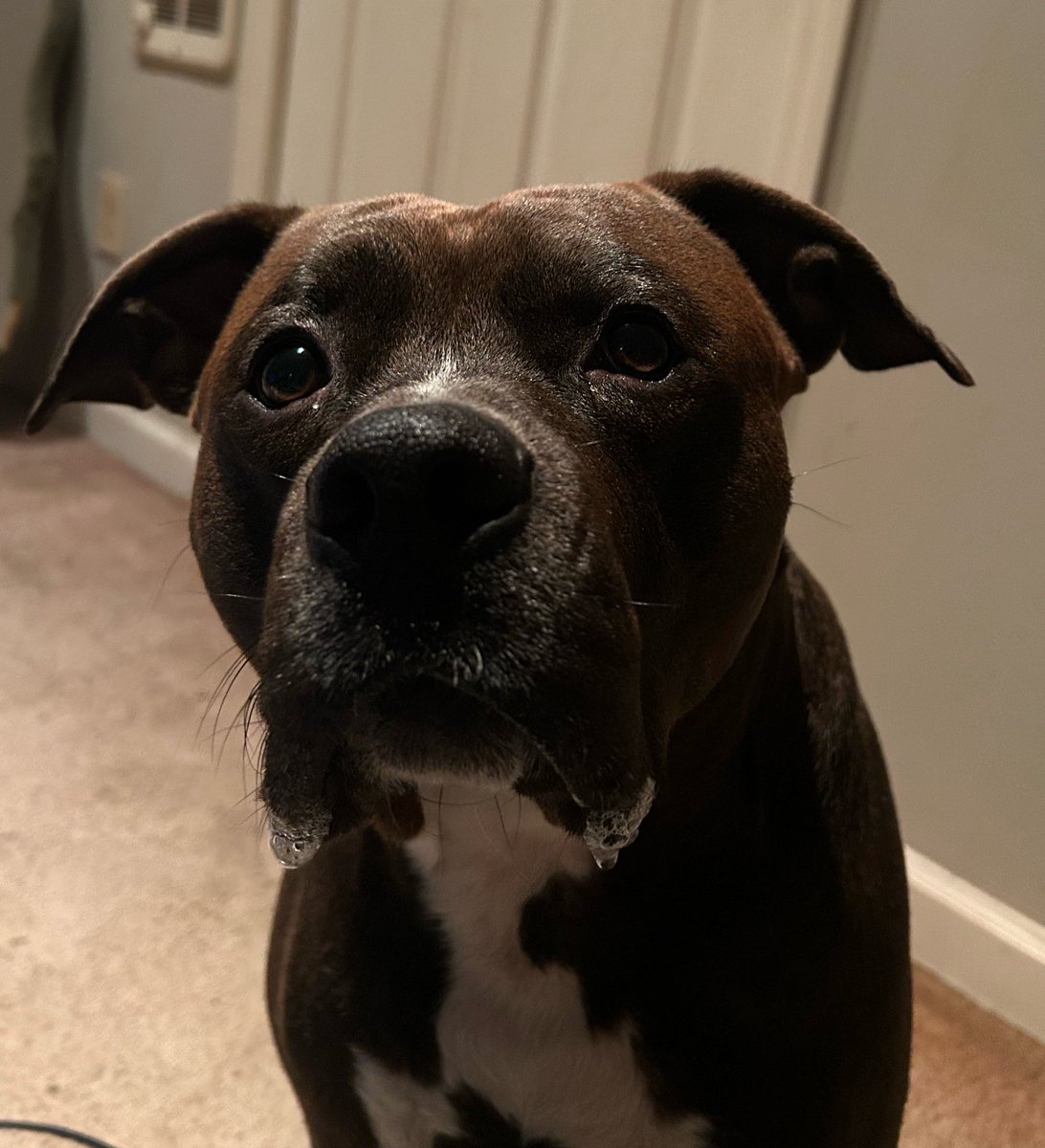 LisaBrabson's tweet photo. My friend @Melm771 has Liver cancer 
What she feared has happened, 🏥 
Her baby 🐕 Jack,has gone into boarding😭
Desperately need to move her Mom,700mi,to care for Jack &amp; Mel
Plz DONATE to help
She is so ALONE 😔 plz help 

https://t.co/75QRelGWzI 

https://t.co/UEl0zNOF6J https://t.co/d4kW0Z1GBD