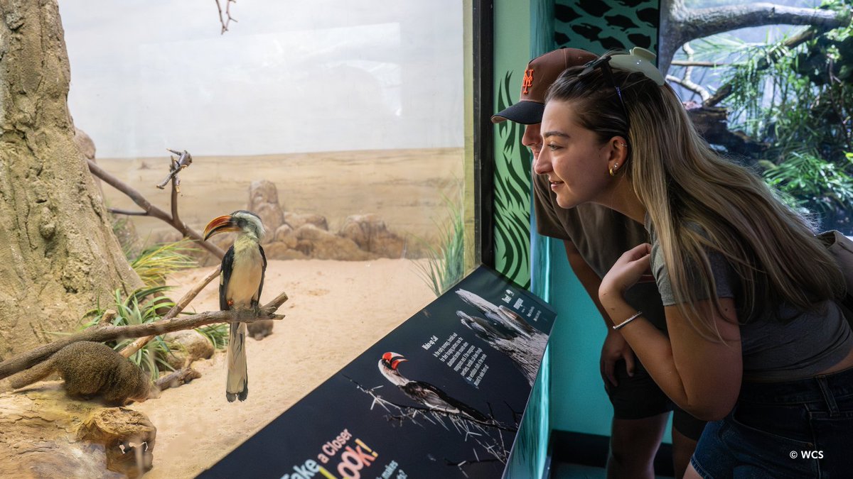 prospectparkzoo's tweet photo. In return, the birds act as lookout guards, warning the mongooses of nearby predators with alarm calls. A true win-win in the wild, proving that teamwork isn't just for humans! (2/2) https://t.co/nQaWyPNUQb