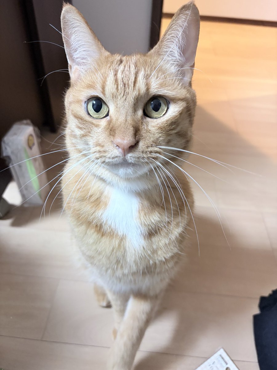 ReonCatCat's tweet photo. あれ？きみ、お鼻よごれてるね？？ https://t.co/SjeXDDlE51