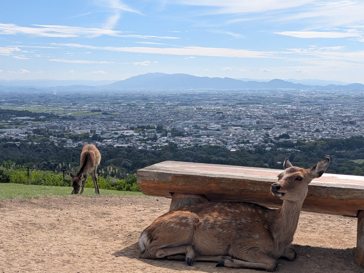 Sosoleiin's tweet photo. #nara #奈良のシカ #奈良 #かわいい https://t.co/NmMvbOaLFn
