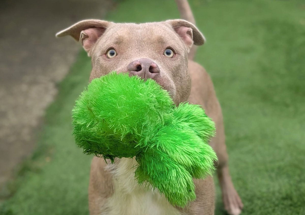 DT_WestCalder's tweet photo. Meet Blaze💛🥹 

This 1-Year-Old Crossbreed is a bundle of joy and really is the perfect companion! He loves nothing more than his football and will happily play fetch all day long if you let him!

He is on the look out for a family that can continue his training around lead walking and show him the ropes of the outdoors! Blaze will happily say hello to other dogs out on walks, however he is more than happy to do his own thing and get his nose down for a good sniff.

This fun, energetic boy would make the perfect addition to a family that have the time to give him! Blaze would be suited to a family with secondary school children and above and would like to be the only pet in the home! 

@dogstrust
#adoptdontshop
#adogisforlife
#dogstrustwestcalder