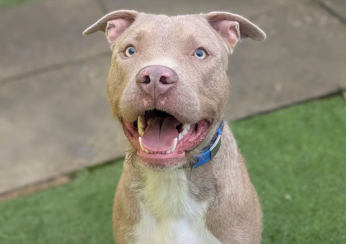 DT_WestCalder's tweet photo. Meet Blaze💛🥹 

This 1-Year-Old Crossbreed is a bundle of joy and really is the perfect companion! He loves nothing more than his football and will happily play fetch all day long if you let him!

He is on the look out for a family that can continue his training around lead walking and show him the ropes of the outdoors! Blaze will happily say hello to other dogs out on walks, however he is more than happy to do his own thing and get his nose down for a good sniff.

This fun, energetic boy would make the perfect addition to a family that have the time to give him! Blaze would be suited to a family with secondary school children and above and would like to be the only pet in the home! 

@dogstrust
#adoptdontshop
#adogisforlife
#dogstrustwestcalder