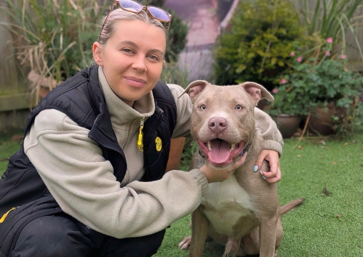 DT_WestCalder's tweet photo. Meet Blaze💛🥹 

This 1-Year-Old Crossbreed is a bundle of joy and really is the perfect companion! He loves nothing more than his football and will happily play fetch all day long if you let him!

He is on the look out for a family that can continue his training around lead walking and show him the ropes of the outdoors! Blaze will happily say hello to other dogs out on walks, however he is more than happy to do his own thing and get his nose down for a good sniff.

This fun, energetic boy would make the perfect addition to a family that have the time to give him! Blaze would be suited to a family with secondary school children and above and would like to be the only pet in the home! 

@dogstrust
#adoptdontshop
#adogisforlife
#dogstrustwestcalder