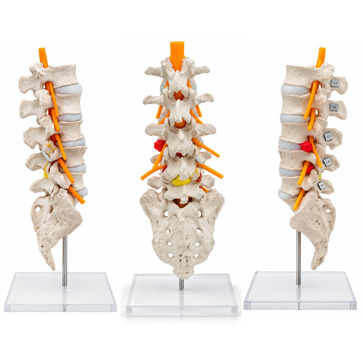 dynamicdisc's tweet photo. Our spinal artwork. No AI here https://t.co/MYwhE0h1kh