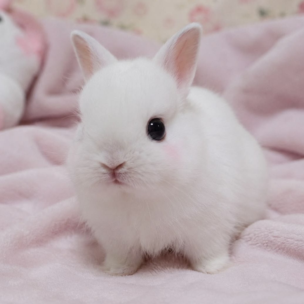 headcoer's tweet photo. pink jjubunny🐰❤︎ this is everything i ordered https://t.co/XCvIMnGA8n