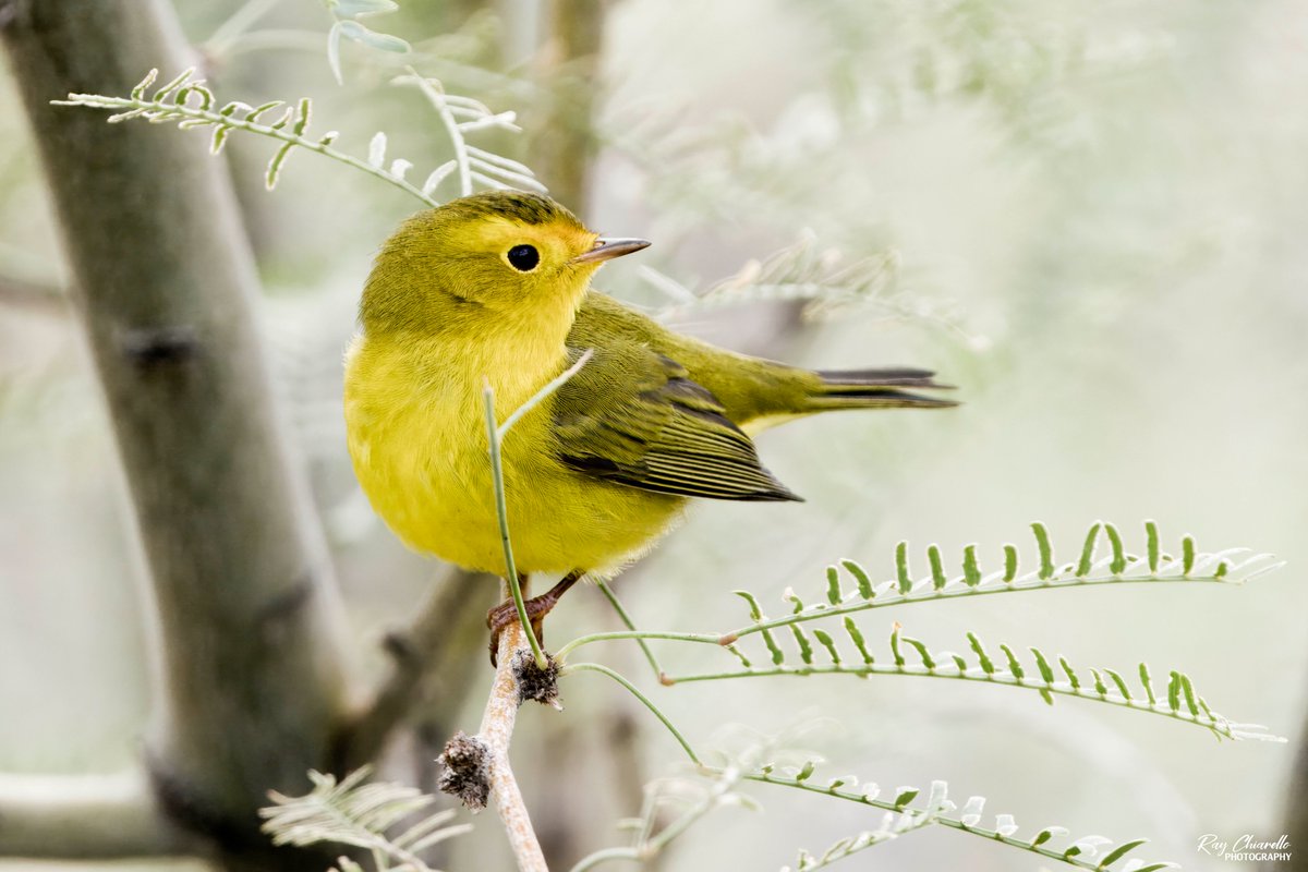 raychiarello's tweet photo. Wilson's Warbler seen yesterday at El Paso's Memorial Park.
#Birds #MyBirdPic #Birding #BirdTwitter #ElPaso #Texas https://t.co/OqWjg46JpS