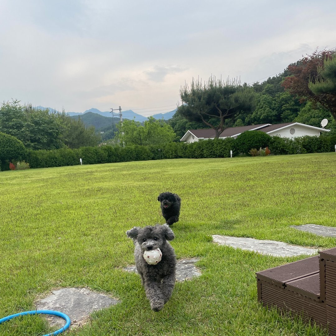ollaloeysoo's tweet photo. rumahnya Kyungsoo adem banget yaa🏡🌳🪴
udaranya segar banget pasti💚
rumah idaman banget ini halamannya luas💚 https://t.co/M3aC6JjlQ5