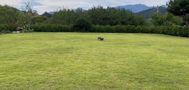 ollaloeysoo's tweet photo. rumahnya Kyungsoo adem banget yaa🏡🌳🪴
udaranya segar banget pasti💚
rumah idaman banget ini halamannya luas💚 https://t.co/M3aC6JjlQ5