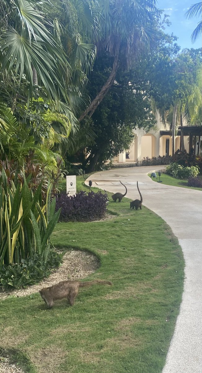 BlancoGoGo's tweet photo. #Coati and at the bottom possibly a #raccoon (different tail) #MyPics 📸 #MexicoBaby #WildlifeSpotting https://t.co/7UqC1lnLAm