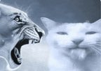 ewkewpid's tweet photo. even if knights of guinevere was made completely out of spite I wouldn’t gaf . so many projects are the result of vent pieces and channeling negative emotions . people are only up in arms because it’s a woman they personally don’t like doing it https://t.co/9thU1XQqyU