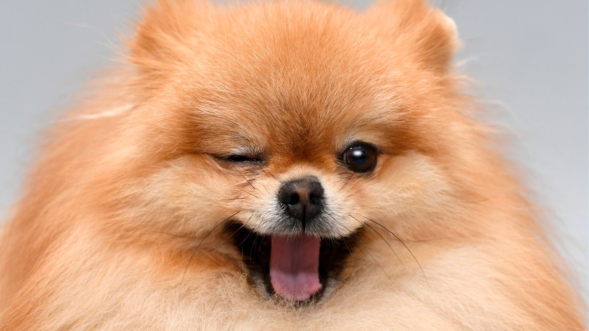 NazologyInfo's tweet photo. 犬は人間が話すとき母音よりも子音に注意を向けていた――言葉を区切る仕組み
https://t.co/1RjITXBGKO

新たな研究で犬は人間の言葉を子音をベースに区切っていると発表。同様の子音で単語を区切る力はサルでも確認されず人間でしか見つかっていなかったものでした。なぜ犬にその力があるのでしょう？ https://t.co/A88aYMeAuD