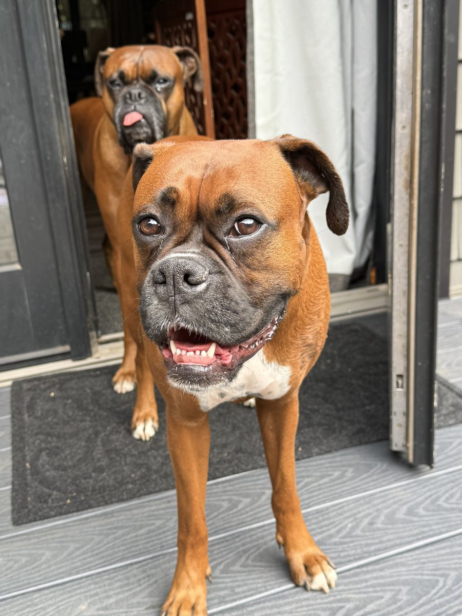 inntothenight's tweet photo. They were patiently waiting for me to come inside 😜
#boxerpuppy #boxerdogs #boxerlife
#boxerlovers #boxersrock #boxersoftwitter #boxerdogsoftwitter #dogsoftwitter #dogsofx https://t.co/p0fiFxwxdH