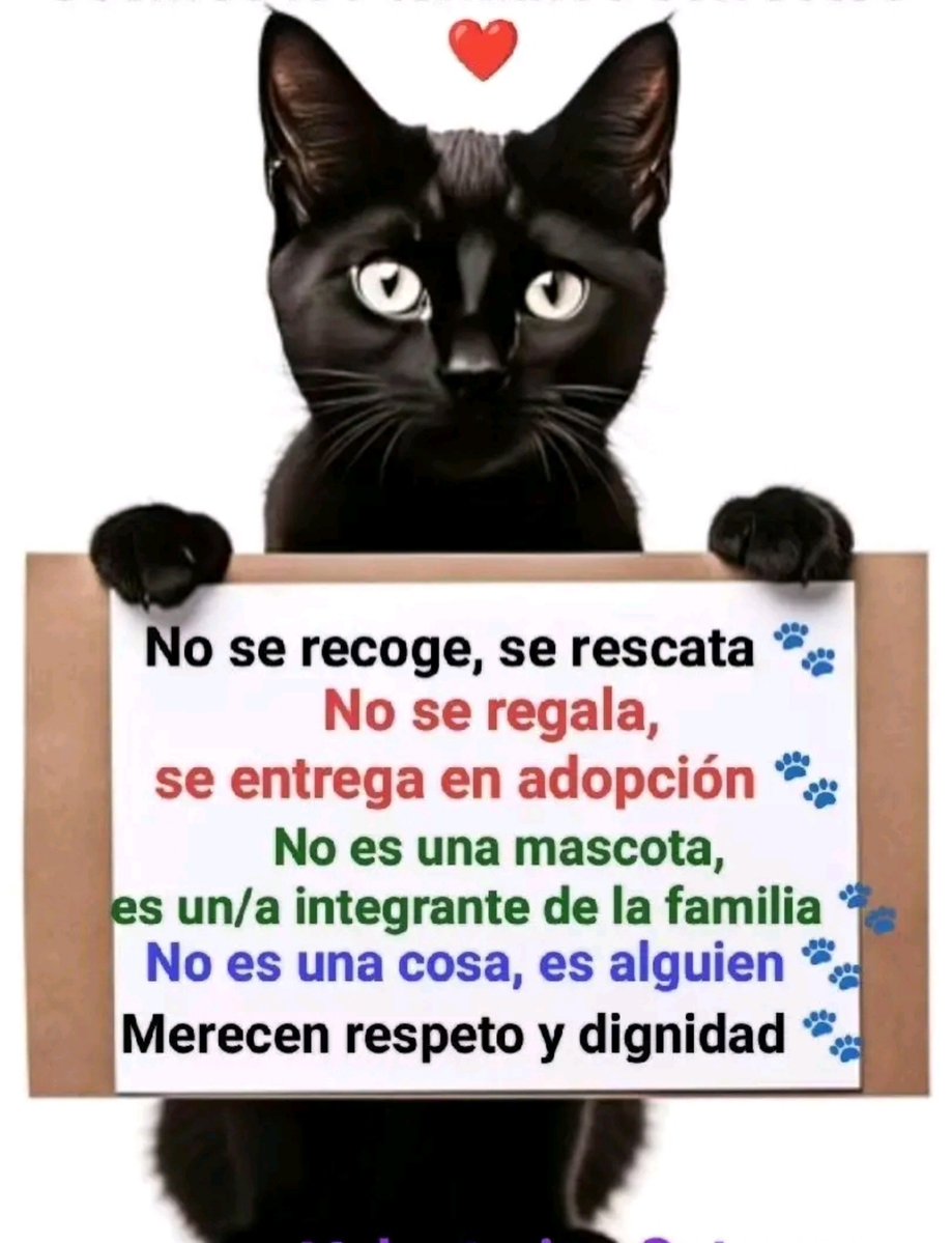 Tiofelino's tweet photo. Merecen respeto 🐱🐾🙏 https://t.co/MfNb4UGFRQ