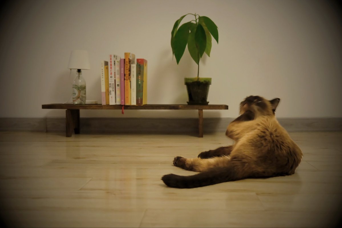 CohenXia's tweet photo. 聪仔有多聪明呢……我在卫生间洗澡，他在外面的猫砂盆里便便，尾巴碰到便便，脏了，自己钻进卫生间坐在我脚边：你顺便也帮我洗洗呗……那就帮他冲冲尾巴，他自己也回头确认一下，嗯，干净了，然后昂首阔步地走了…… https://t.co/WWHaij9hmX