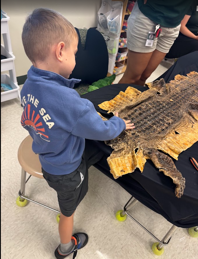 ParksideProud's tweet photo. Our Kindergarten students had a special visit from our friends at the @NaplesZoo! They learned all about alligators and even got to touch a real alligator hide! Thanks, @CollierScience, for the fun experience! https://t.co/IY0twew913