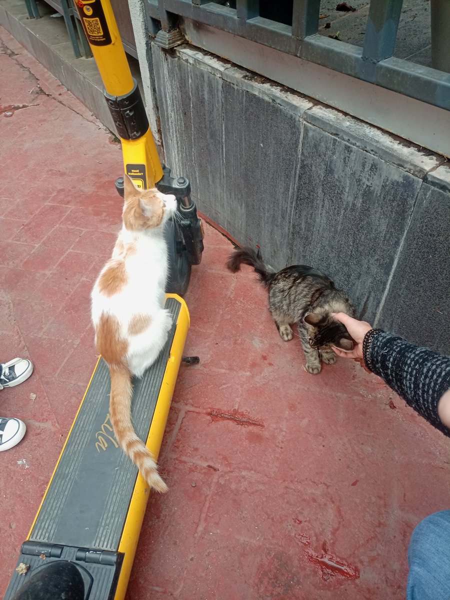 tevtevmalamine's tweet photo. Hayatım boyunca insanların samimiyetinden  , şüphe duyacağım 
Bir tek siz varsınız  inandığım 
Dilsiz canlarla uğraşmayın orospu çocukları..
#SokakHayvanlarıSahipsizDeğil 😽 https://t.co/tr9TAxinn9