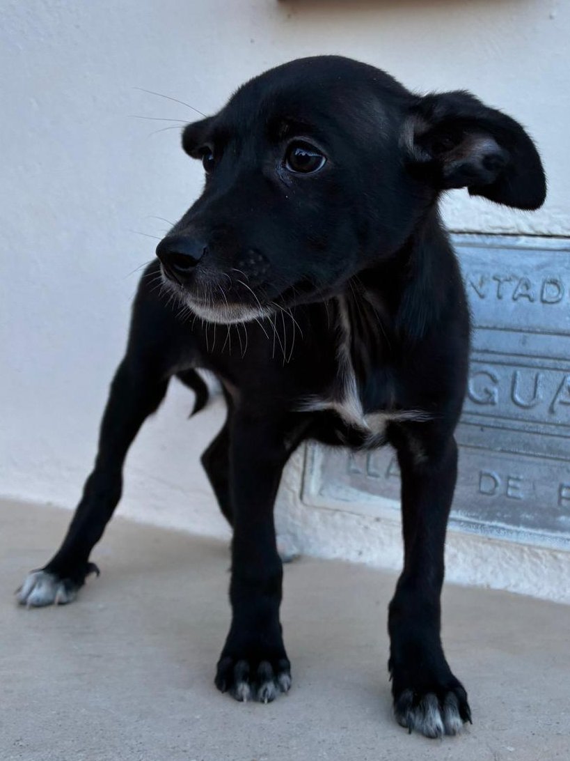 NuevaVidaAdop's tweet photo. #MADRID 
RINO cachorro mestizo de 2 meses ABANDONADO junto al resto de su camada 
NECESITA #acogida o #adopcion 
Sociable con niños 🐶🐱
De tamaño mediano en edad adulta
Se entrega chipado,vacunado,desparasitado y CON compromiso de castracion 
CONTACTO📩 facenuevavida@gmail.com https://t.co/Ka727qOKtl