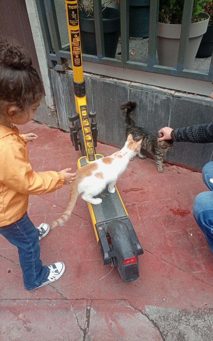 tevtevmalamine's tweet photo. Hayatım boyunca insanların samimiyetinden  , şüphe duyacağım 
Bir tek siz varsınız  inandığım 
Dilsiz canlarla uğraşmayın orospu çocukları..
#SokakHayvanlarıSahipsizDeğil 😽 https://t.co/tr9TAxinn9