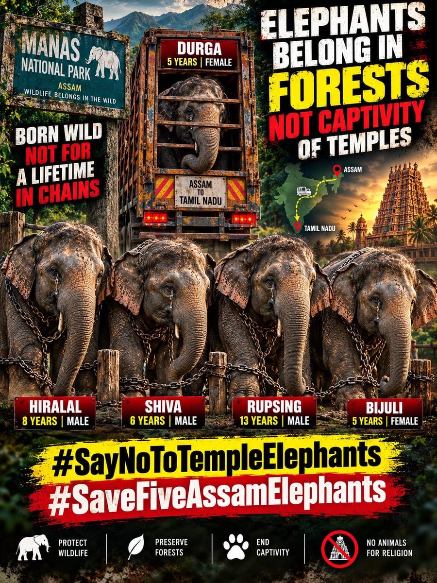 JahnaviIyer's tweet photo. I AM A HINDU.

And I do NOT need an elephant to lose its family, freedom and natural life for me to practise my faith.

Durga, just 5, has already been brought from Assam to Tamil Nadu. Shiva, only 6, is now being moved too.

This is not the tradition I want carried forward in the name of my religion.

Elephants belong with elephants & not in lifelong confinement, not transported thousands of kilometres to stand in temples for human devotion.

And it must stop here.

DO NOT BRING THE REMAINING ELEPHANTS TO TAMIL NADU.

Our faith is capable of compassion without captivity.

#EndTempleElephantCulture
#StopTheElephantTransfers
#StopBringingTheOtherElephants
#ElephantsDeserveFreedom #SaveIndianAnimals 

@CMOTamilnadu @CMOfficeAssam @actorvijay @annamalai_k @trishtrashers @narendramodi @moefcc @ntca_india @rashtrapatibhvn