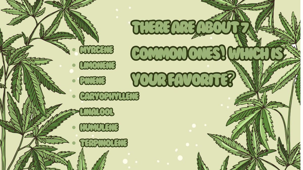 VDoobers's tweet photo. FUN FACT!
Did you know that there are different types of THC and which one you take actually effects how you feel?
An example of what is called a Terpene, is called Limeonene, which is a bright citrus scent and is most commonly used for mood elevation and stress relief! https://t.co/mCmHuDSfGQ