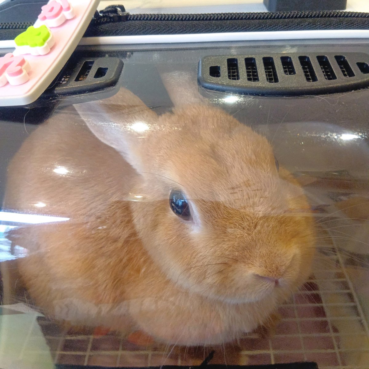 tippu_kidds's tweet photo. 中秋の名月🌕
本日カヌレ🐰は定期検診🏥へ行ってきました🚗💨
予約していましたが、48分も待ち…その間ずっと大人しく待って居られました✨定期検診な為元気なのですが、何かされるの⁉️と少々不安げな様子💭
お耳ᕱᕱ 掃除が嫌だったみたい😅
👁の偽翼状片の方も、状態は大丈夫らしく良かったです🥺 https://t.co/xpEpDTzkbG