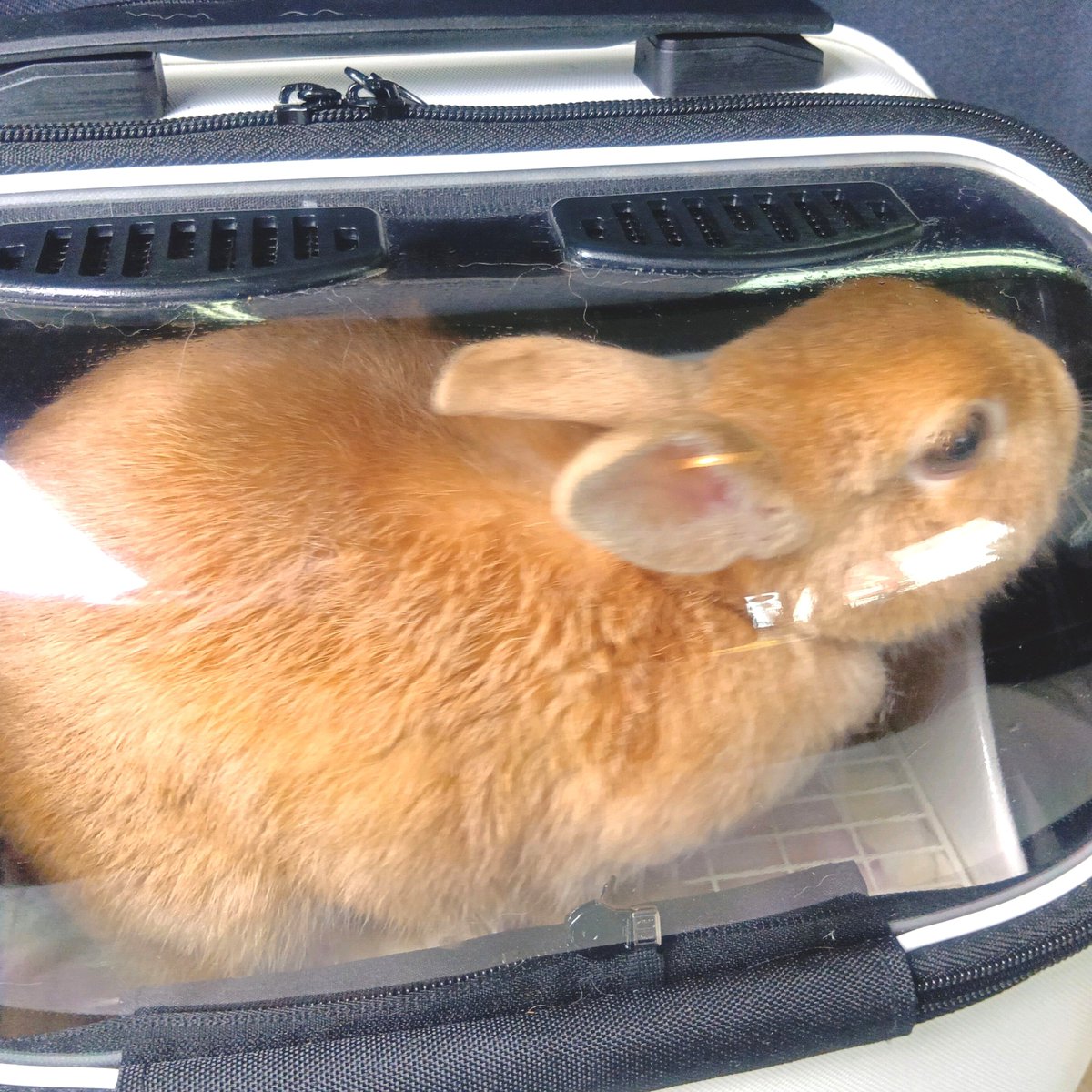 tippu_kidds's tweet photo. 中秋の名月🌕
本日カヌレ🐰は定期検診🏥へ行ってきました🚗💨
予約していましたが、48分も待ち…その間ずっと大人しく待って居られました✨定期検診な為元気なのですが、何かされるの⁉️と少々不安げな様子💭
お耳ᕱᕱ 掃除が嫌だったみたい😅
👁の偽翼状片の方も、状態は大丈夫らしく良かったです🥺 https://t.co/xpEpDTzkbG