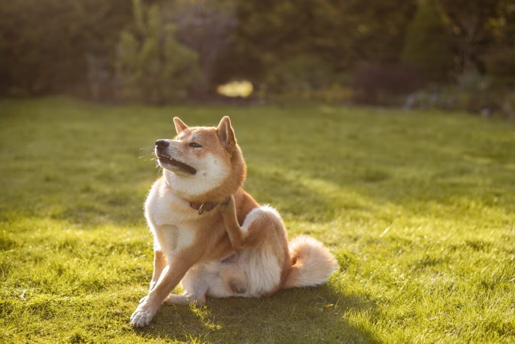 BelmontPetHosp's tweet photo. Flea Allergy Dermatitis in Dogs https://t.co/I5o6bP8nUx
.
.
.
.
#dogs #pets #bph #belmontpet #belmontpethospital #vets #vet #veterinariantechnician #veterinarians #animals #housepets #furryfriends #furbabies #furbaby #dog #doglife #puppies #puppy #lovemydogs #lovemypets https://t.co/tDeiMqwV1w