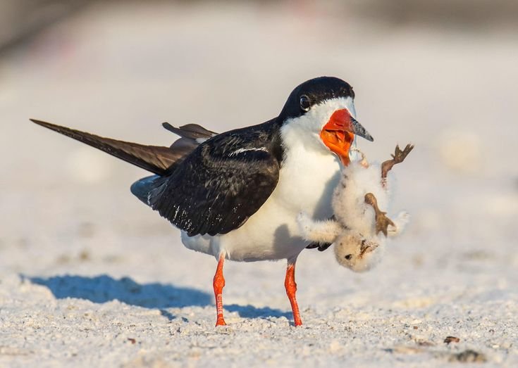 tired_ibis's tweet photo. dropping my chud child because i hate them https://t.co/1kxpMWrdWM