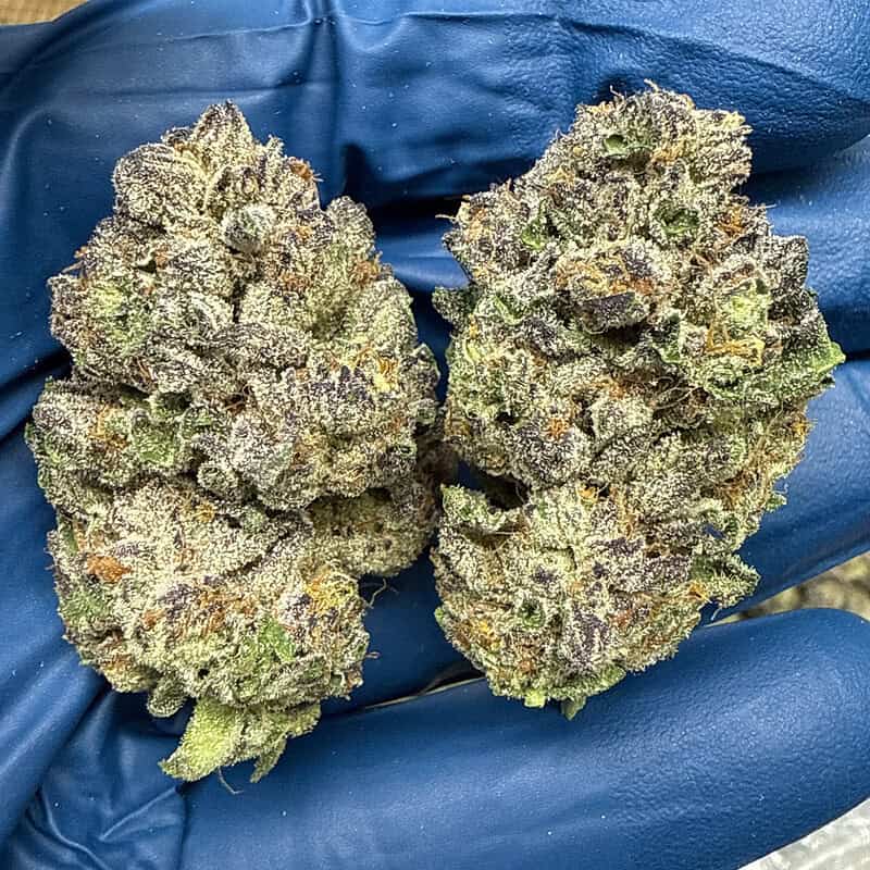 Cportmerch's tweet photo. Adult Use Only 21+🚨
10% off #Stonies discount code: CPORT💸
Watermelon Runtz, also known as Melon Runtz, is an #indica-dominant hybrid created by crossing Watermelon Zkittlez with Runtz.
This flavorful cultivar combines the juicy, tropical character of Watermelon Zkittlez with the sweet candy profile that made the #Runtz family famous.
https://t.co/H43wIVYsPw